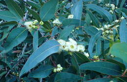 Image of Eucalyptus laeliae Podger & Chippendale