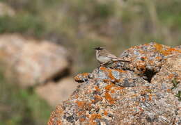 Image of Brown Accentor