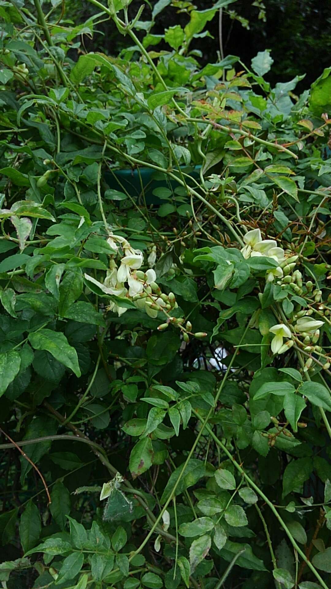 Image of Wisteriopsis japonica