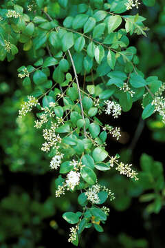 Image of Chinese privet