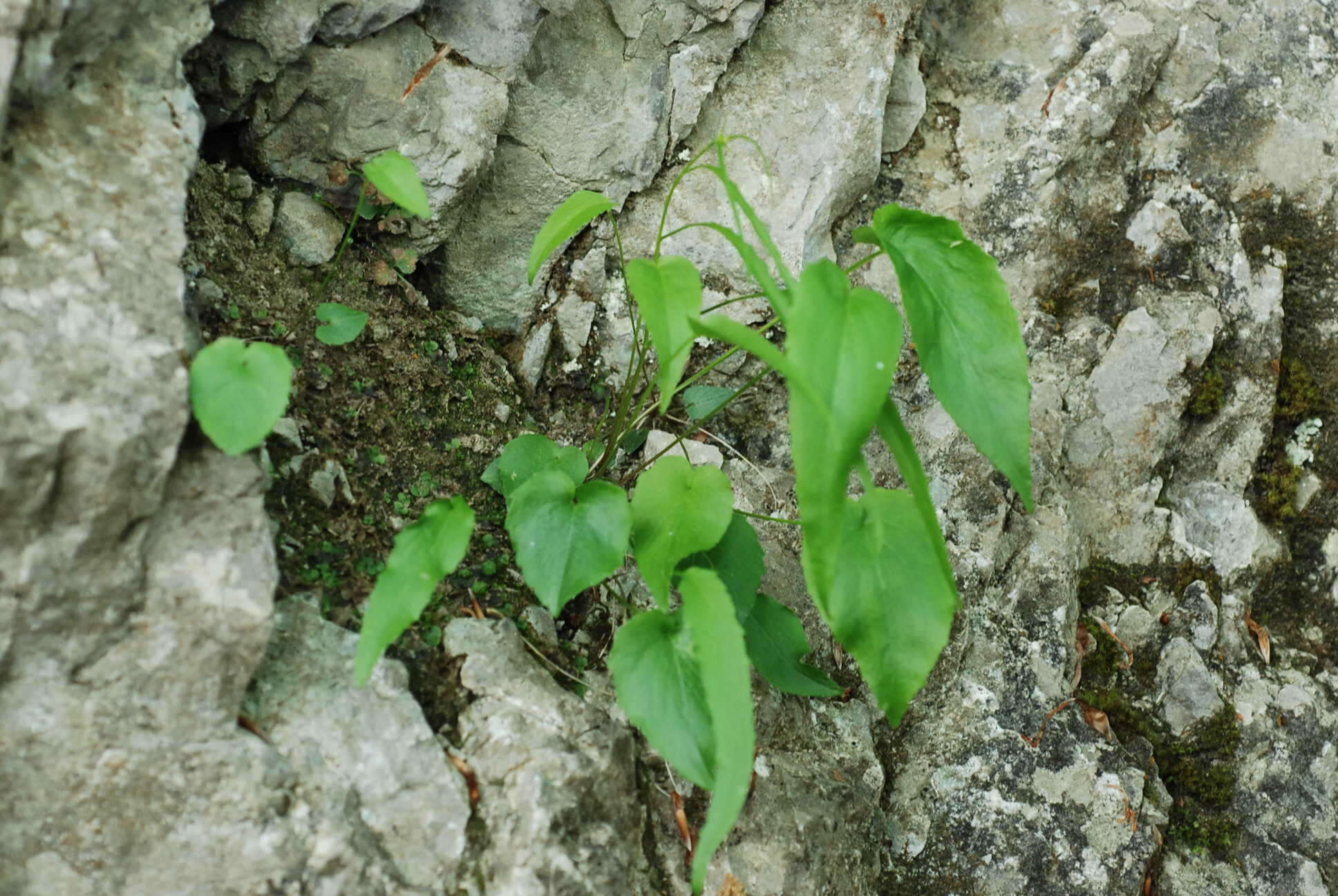 Image of Phyteuma scheuchzeri subsp. columnae (E. Thomas) Bech.