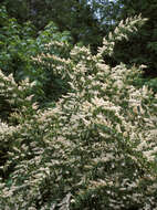 Image of Chinese privet