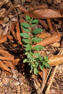 Image of Chinese privet