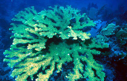 Image of Elkhorn Coral