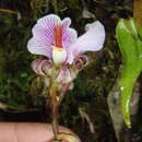 Image of Nephelaphyllum pulchrum Blume