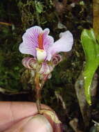 Image of Nephelaphyllum pulchrum Blume