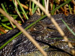 Image of Broad-snouted Caiman