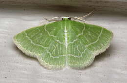 Image of Wavy-lined Emerald