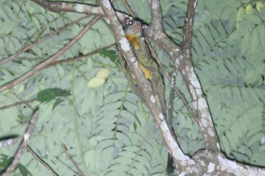 Image of scaly-tailed squirrel