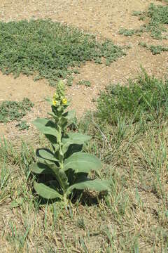 Image of crested pricklypoppy