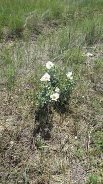 Image of crested pricklypoppy