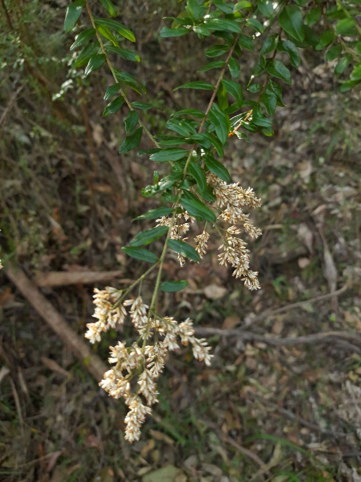 Image of Cassinia subtropica F. Müll.