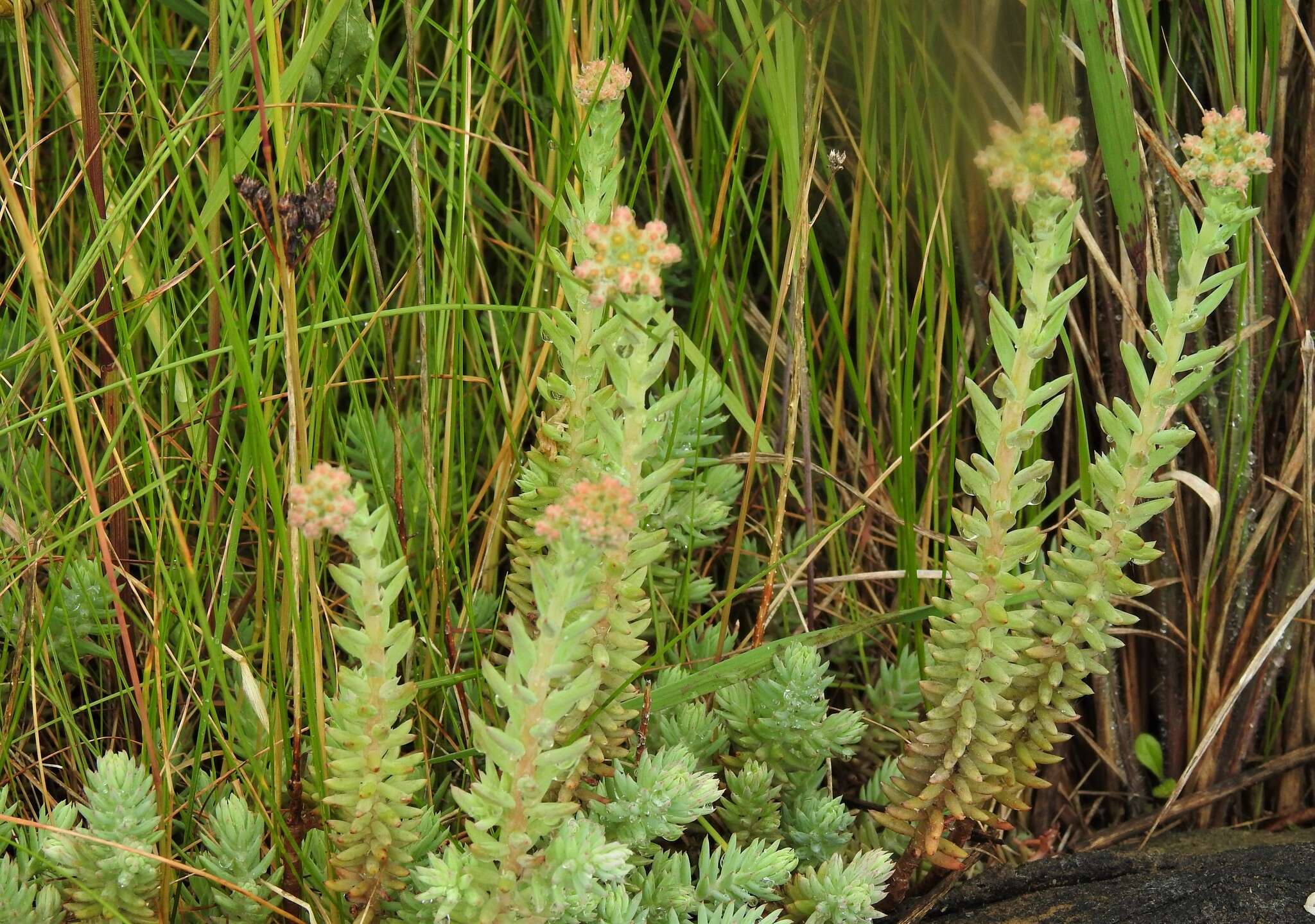 Image de Petrosedum orientale