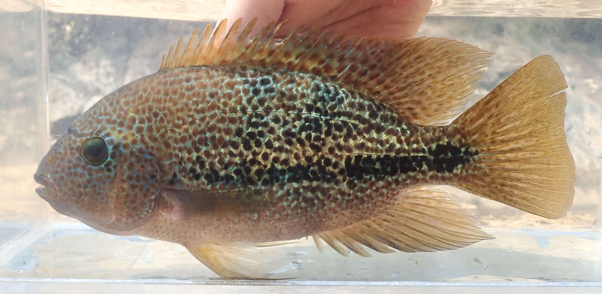 Image of Oaxaca cichlid