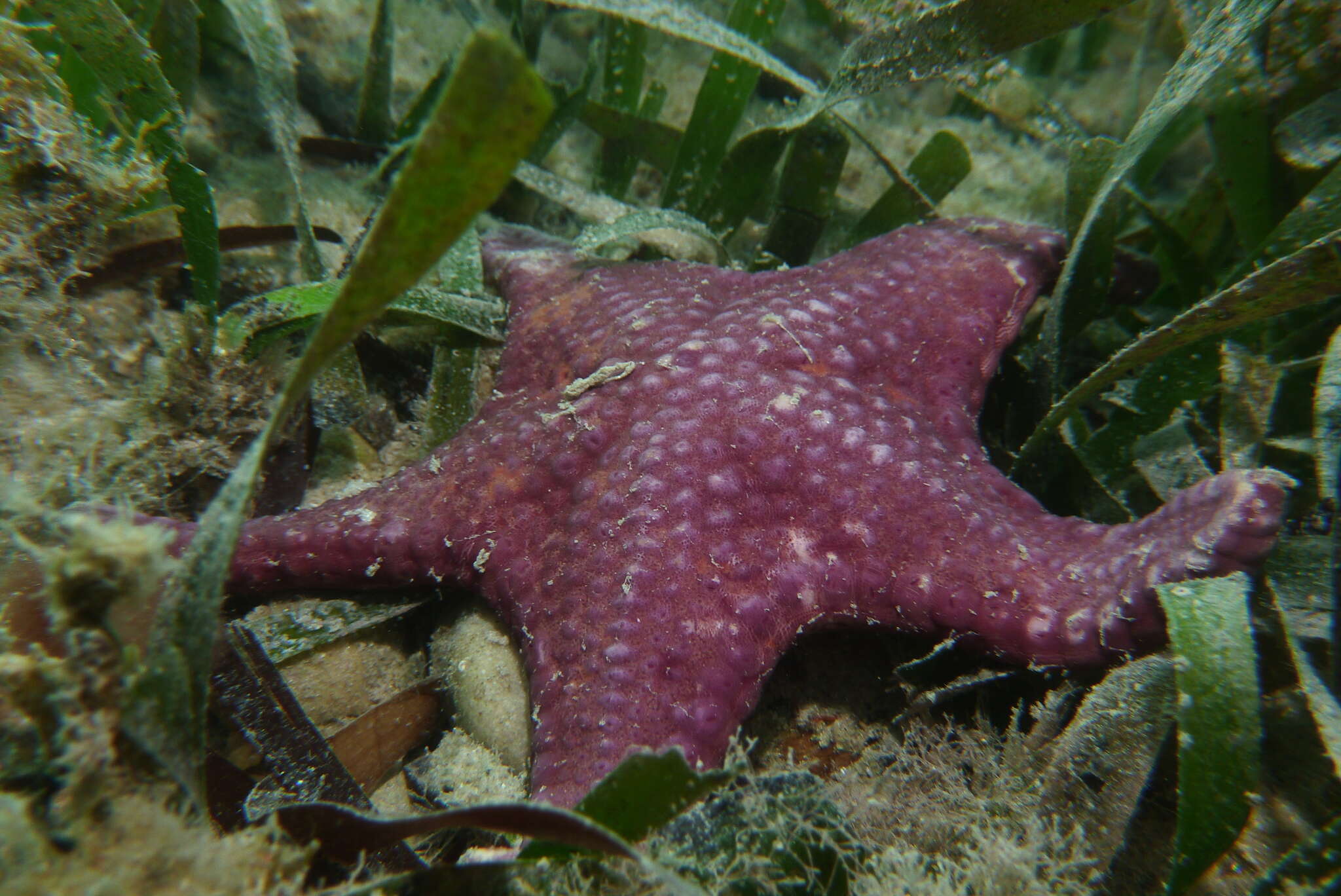 Image of Anthaster valvulatus (Muller & Troschel 1843)