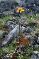 Image of Dwarf Arctic Groundsel