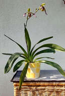 Слика од Paphiopedilum lowii (Lindl.) Stein