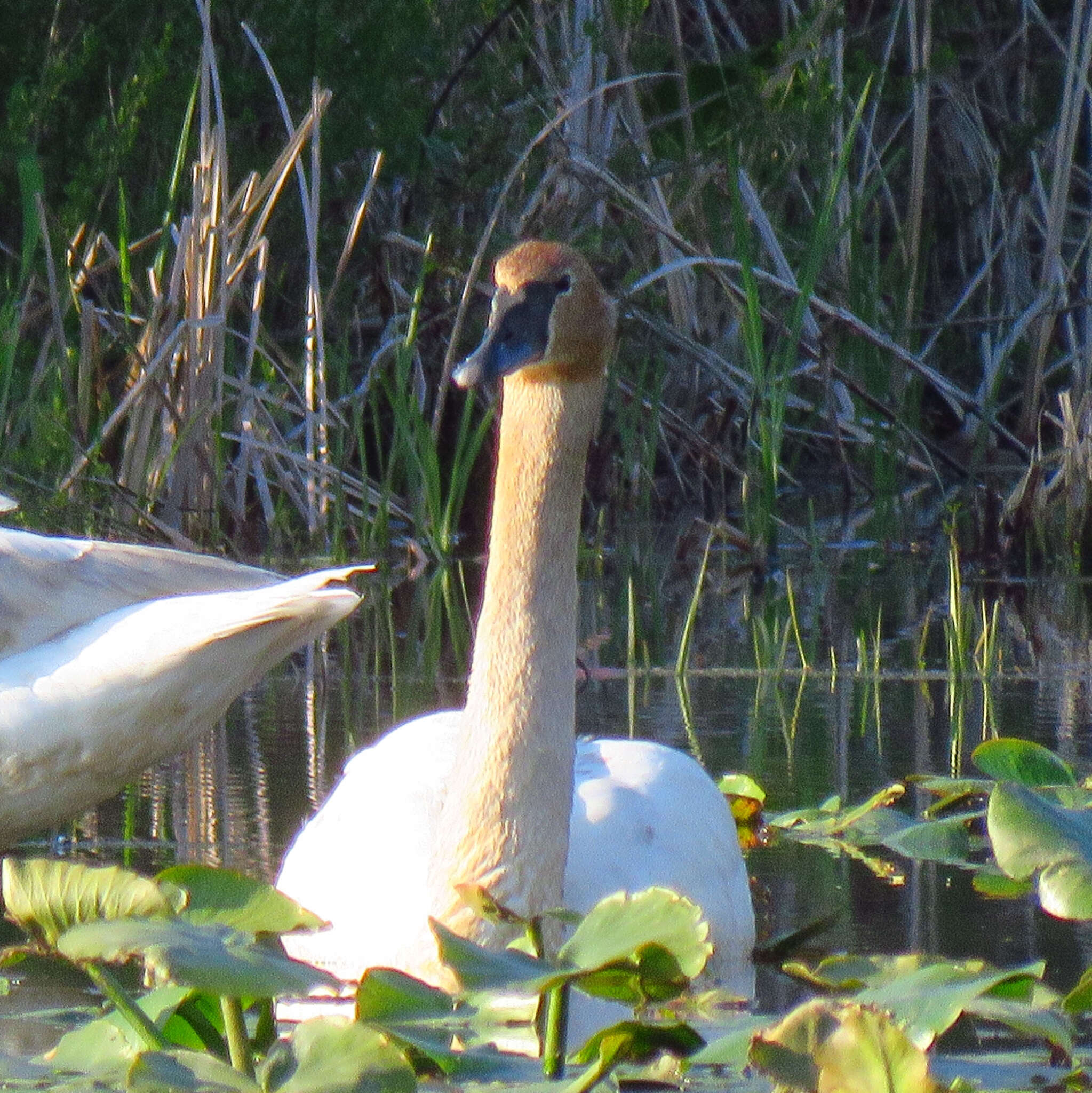 Image of Trumpeter Swan