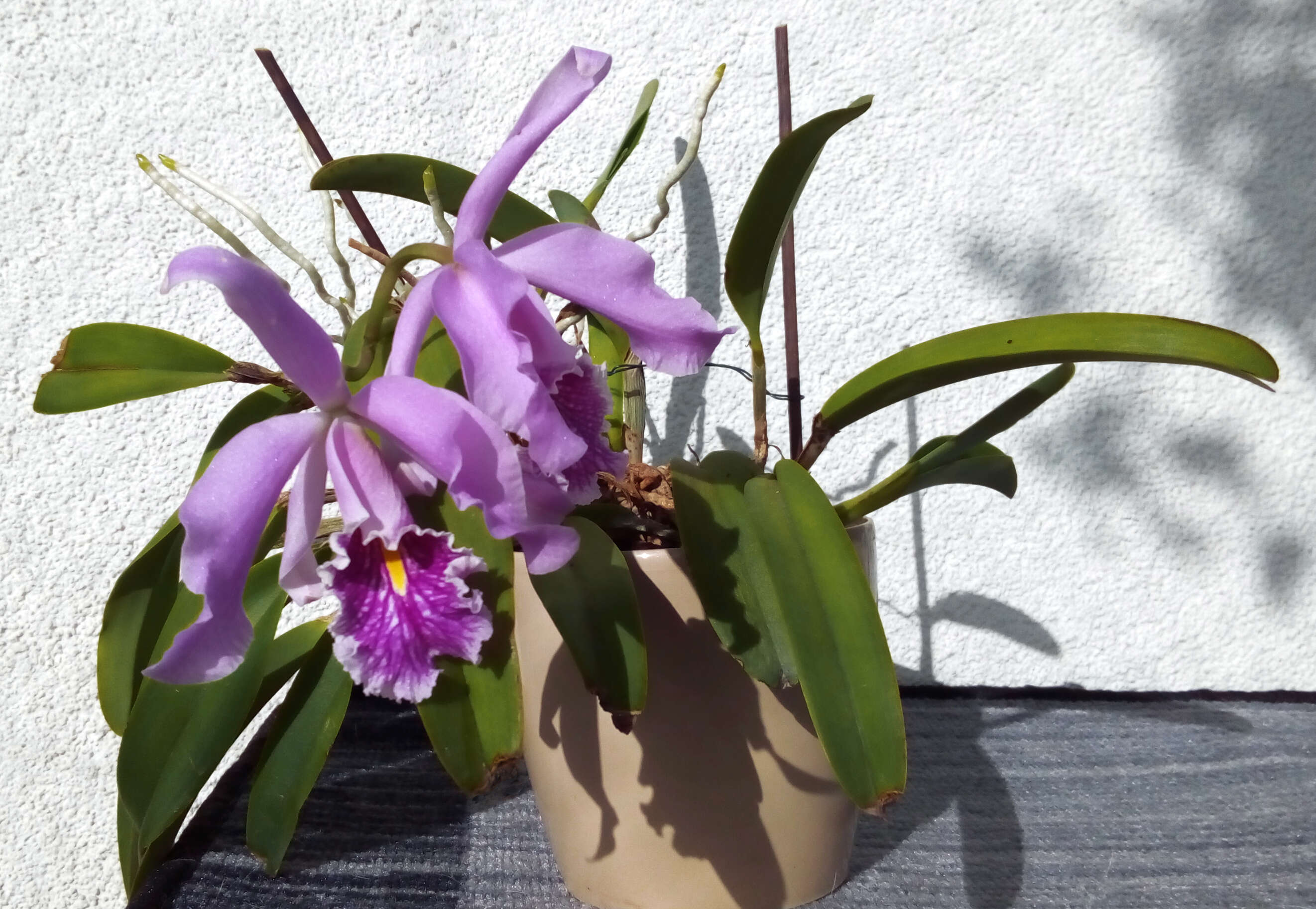 Image of Largest Cattleya