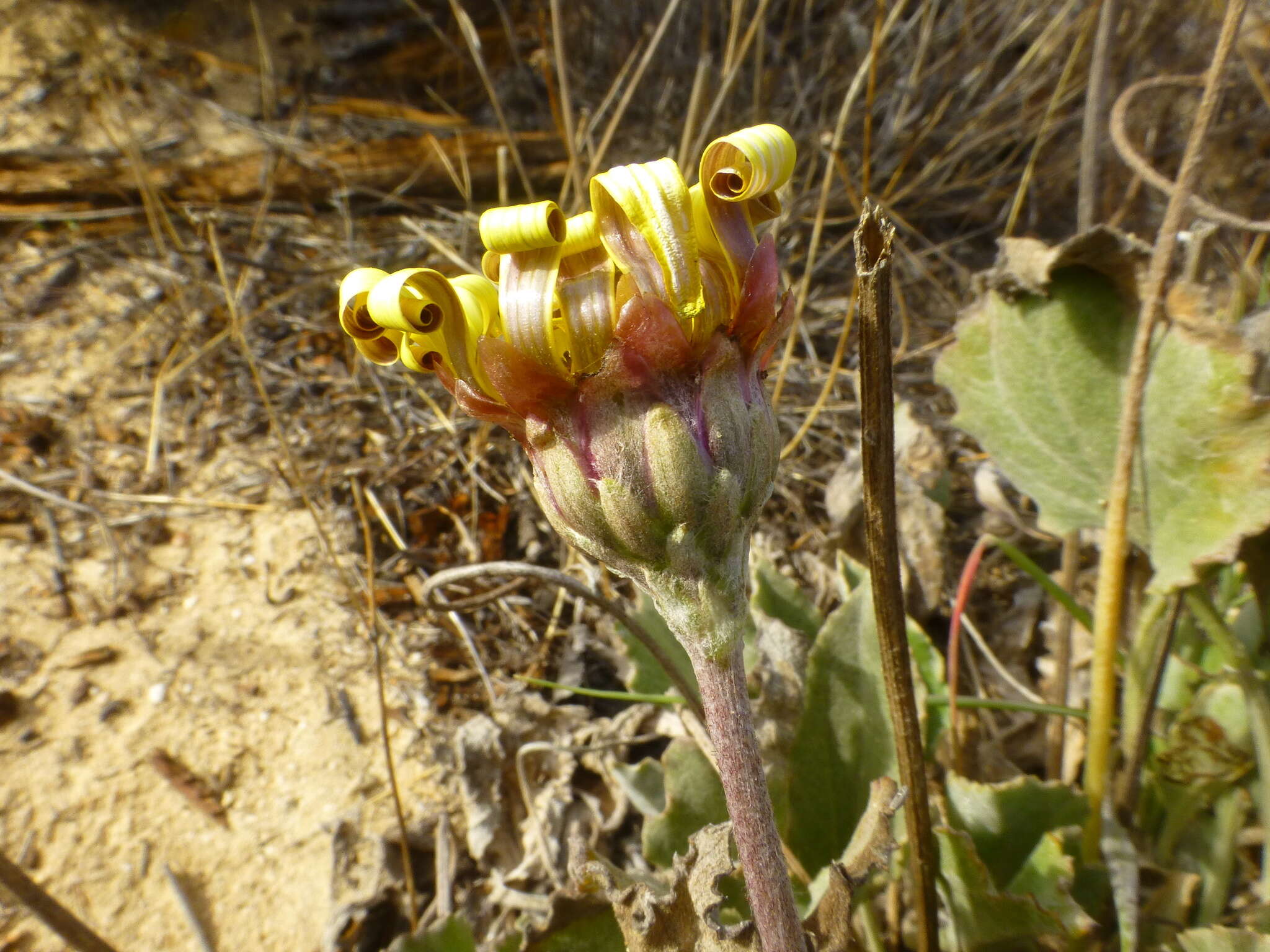 Image de Arctotis verbascifolia Harv.