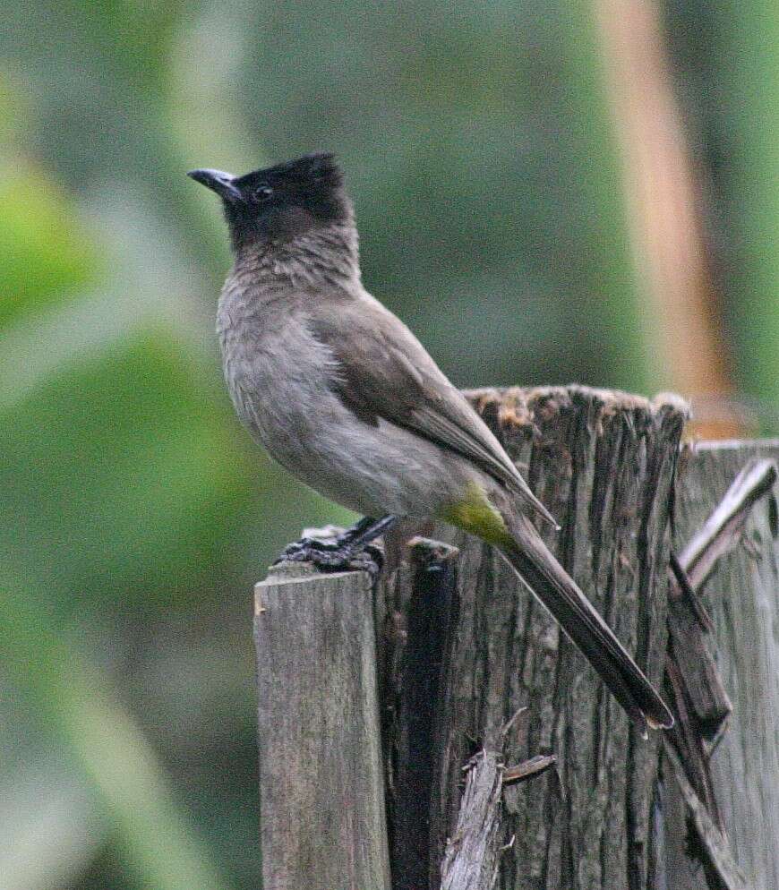 Imagem de Pycnonotus tricolor (Hartlaub 1862)