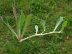 Image of Pilosella lactucella (Wallr.) P. D. Sell & C. West