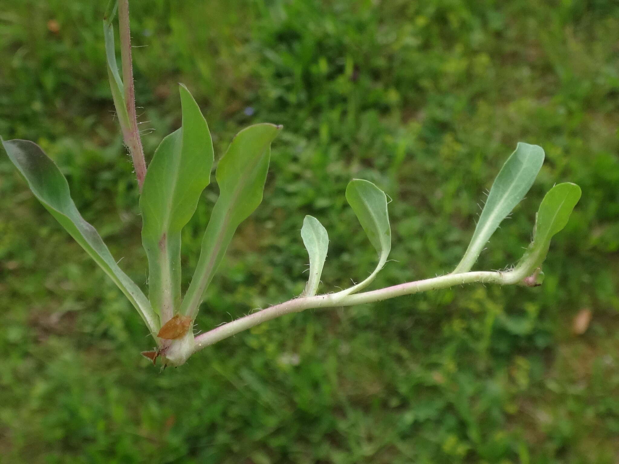 Image of Pilosella lactucella (Wallr.) P. D. Sell & C. West