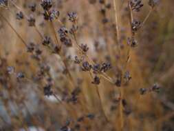 Juncus articulatus L. resmi