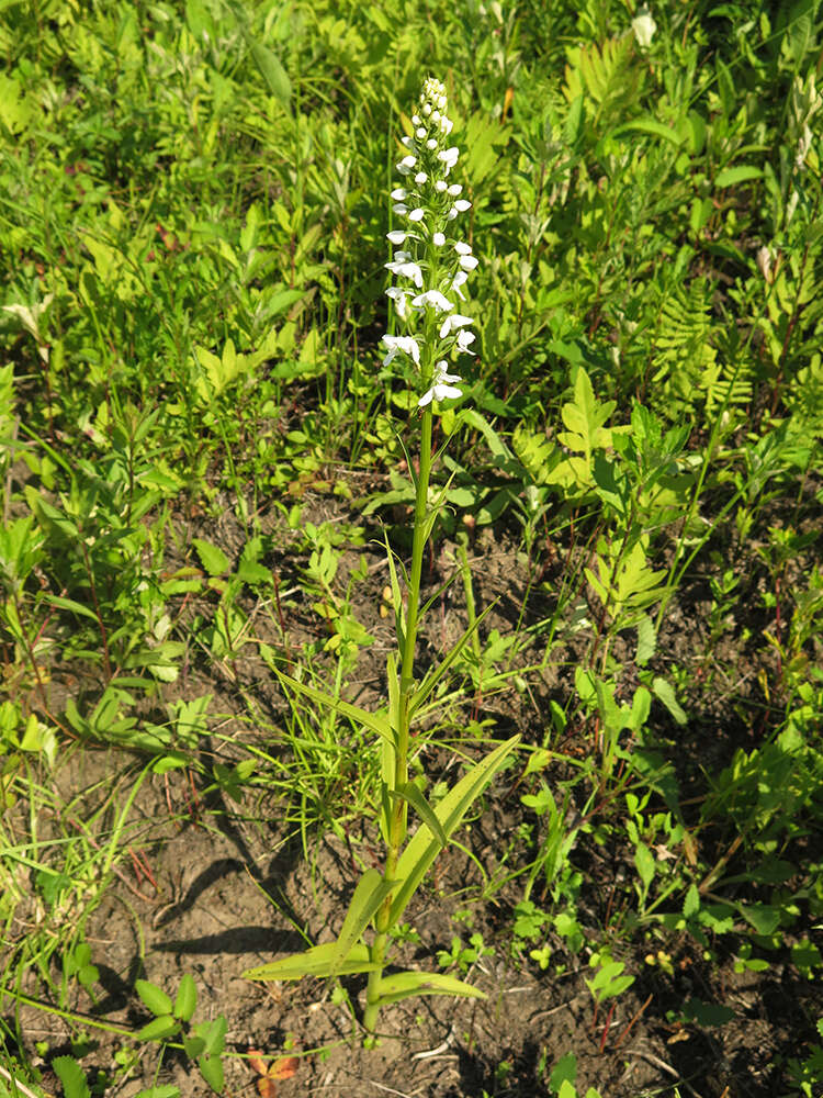 Plancia ëd Platanthera hologlottis Maxim.