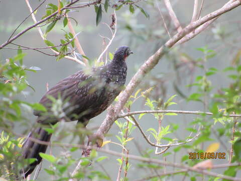 Image of Dusky-legged Guan