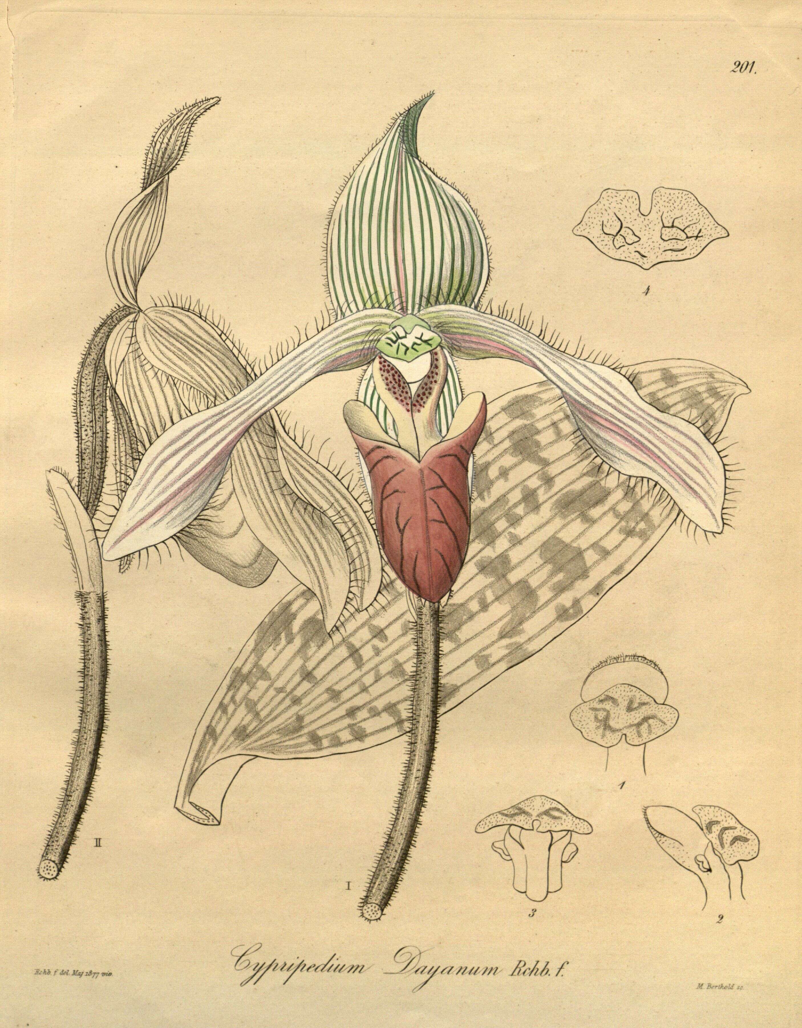 Слика од Paphiopedilum dayanum (Lindl.) Stein