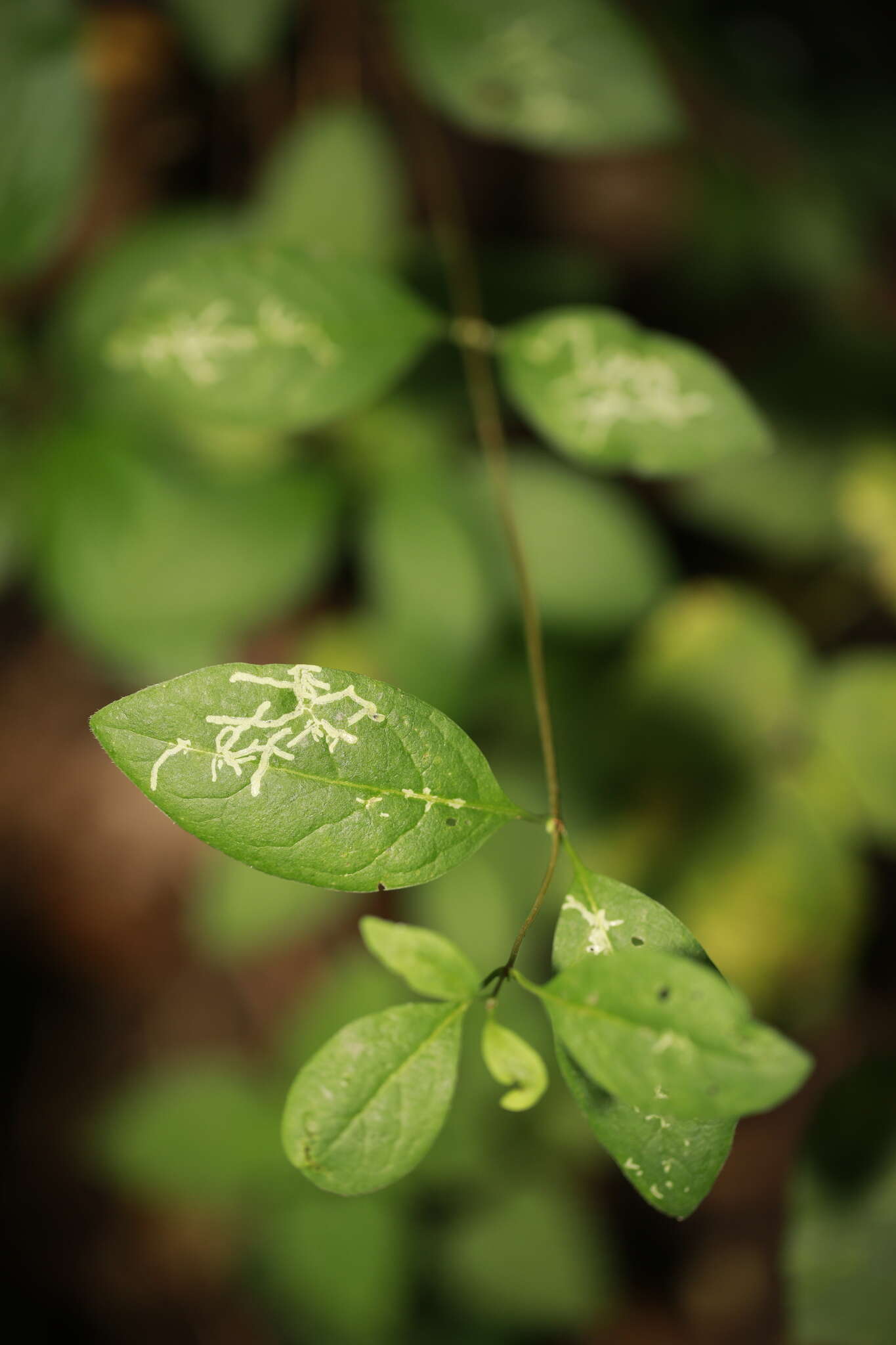 Imagem de Phytomyza aprilina Goureau