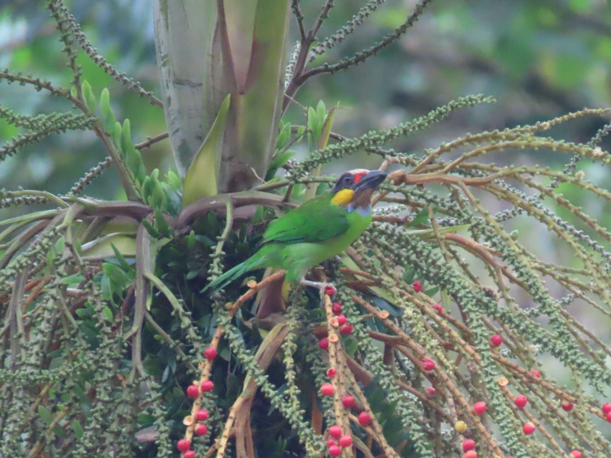 Image of Gold-whiskered Barbet