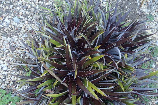 صورة Dyckia leptostachya Baker