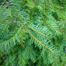 Image of Taxus wallichiana