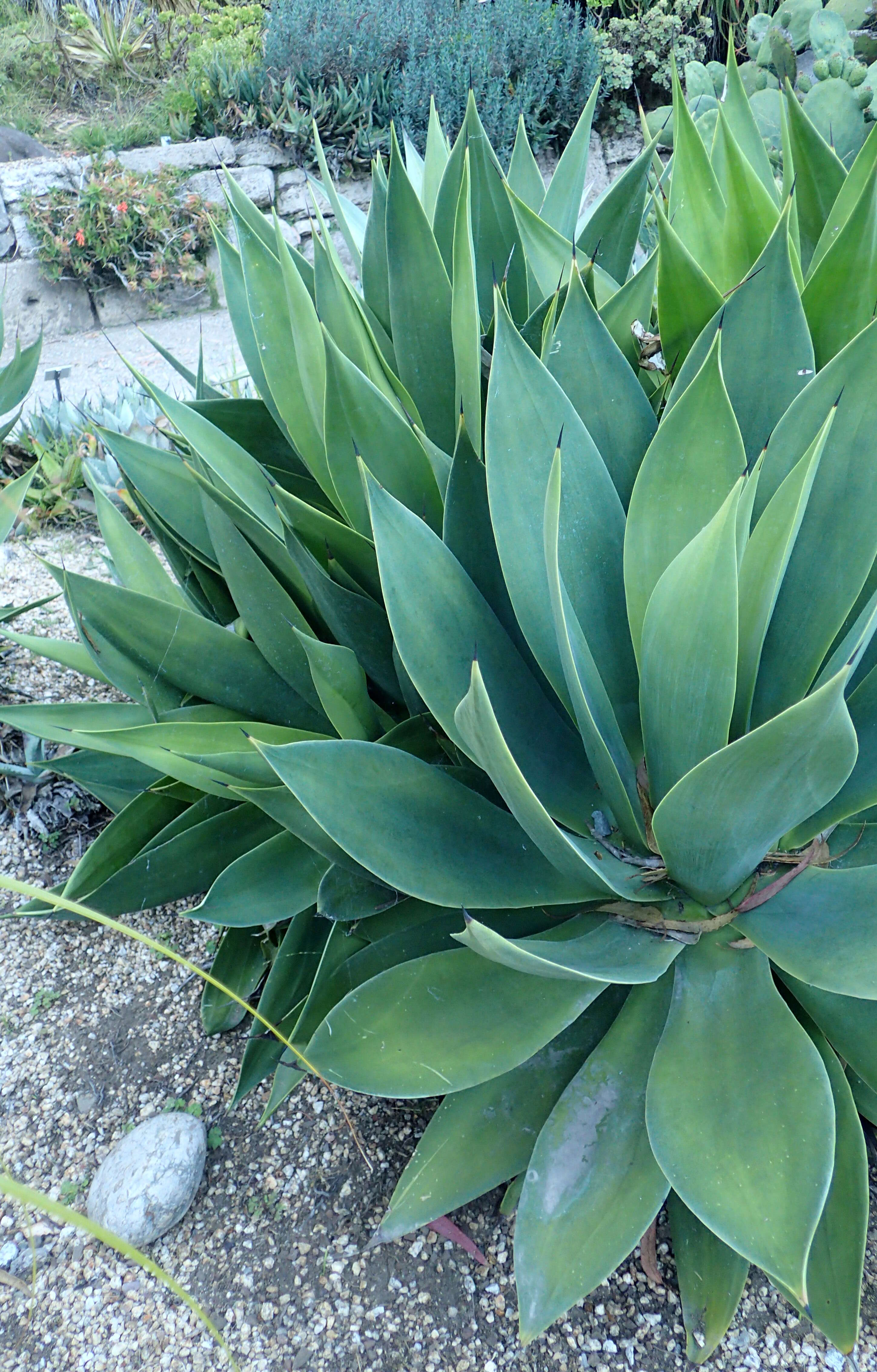 Image of Chamula agave