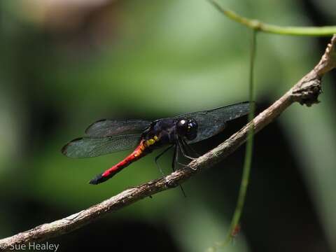 Image of Protorthemis Kirby 1889