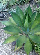 Image of Agave bovicornuta Gentry