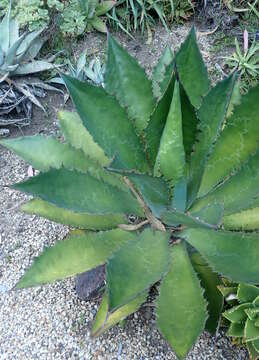 Image of Agave bovicornuta Gentry