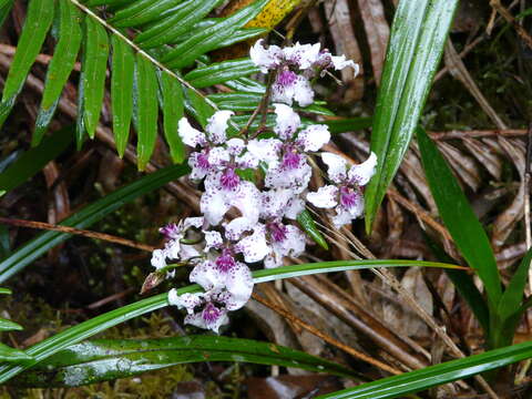 Plancia ëd Cyrtochilum ramosissimum (Lindl.) Dalström