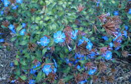 Image of Chinese-plumbago