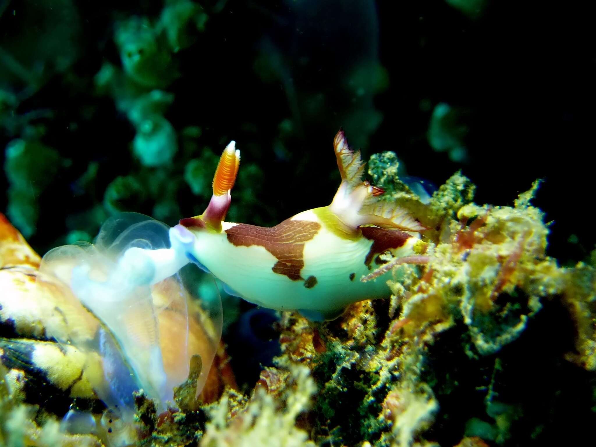 Image of Nembrotha purpureolineata O'Donoghue 1924