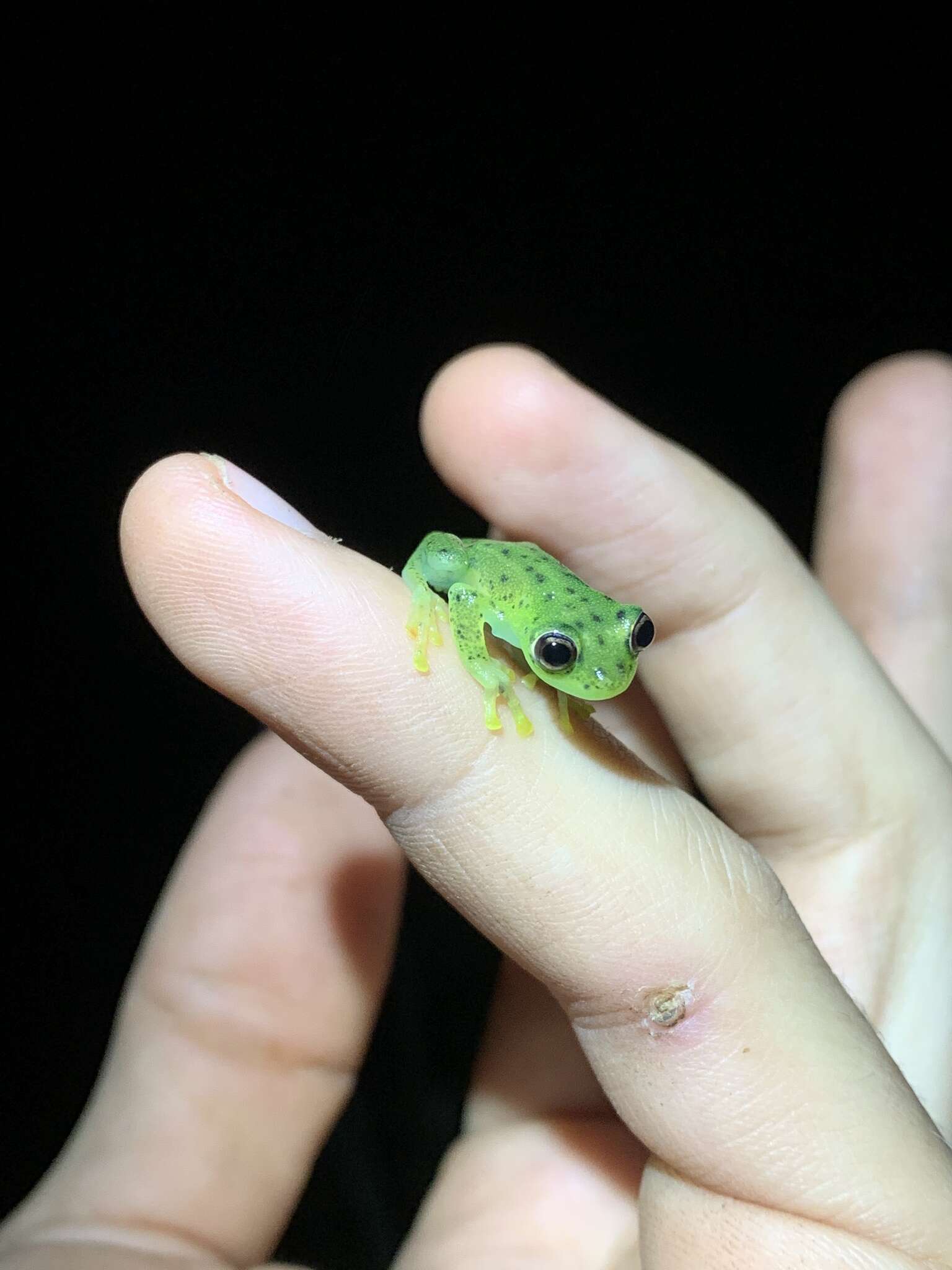 Image of Glass frog