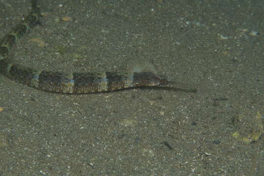 Image of Narrow-snouted Pipefish