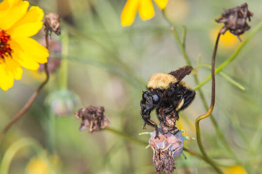 Image of Laphria macquarti (Banks 1917)