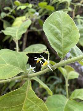 Image of Jamaican Nightshade