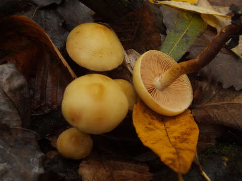 Imagem de Pholiota alnicola (Fr.) Singer 1951