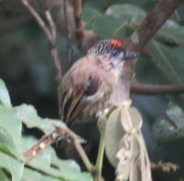 Image of Olivaceous Piculet