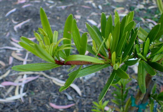 Image of Podocarpus costalis C. Presl