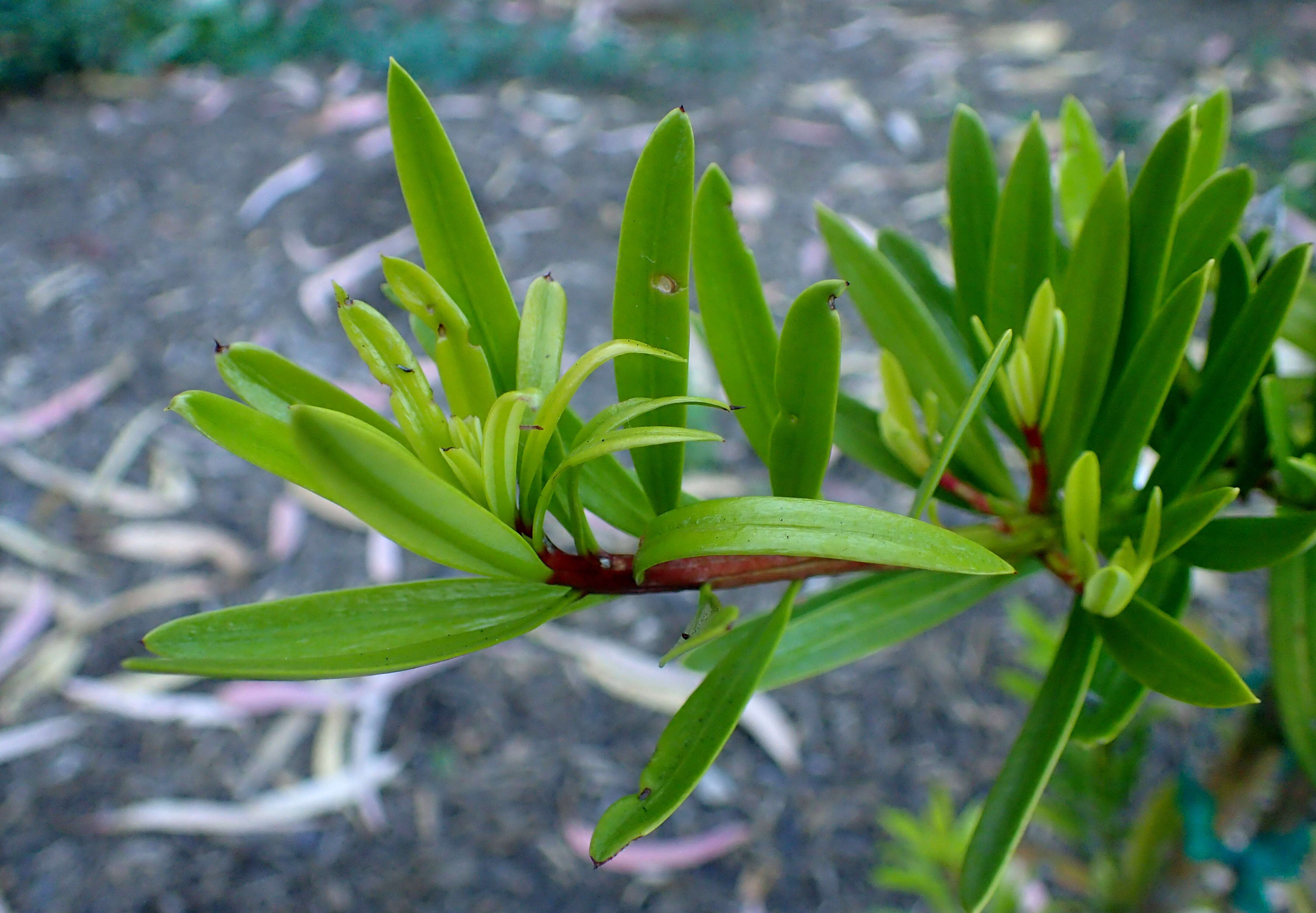 Image of Podocarpus costalis C. Presl